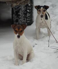 Bina und Sissi im Schnee 01_2016
